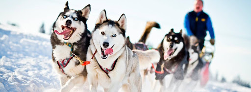 Катание на хаски в Кирове. Ultra Подарки. Катание на хаски в Кирове. Попробуйте Катание на хаски. Сервис: UltraPodarki.ru 8 800 505 95 30. Катание на хаски Киров, Катание на хаски в Кирове, хаски, животные в Кирове, 