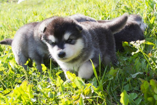 Катание на хаски в Кирове. Ultra Подарки. Катание на хаски в Кирове. Попробуйте Катание на хаски. Сервис: UltraPodarki.ru 8 800 505 95 30. Катание на хаски Киров, Катание на хаски в Кирове, хаски, животные в Кирове, 