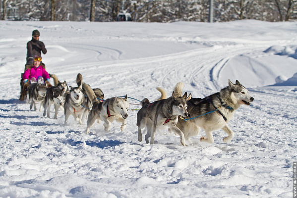 Катание на хаски в Кирове. Ultra Подарки. Катание на хаски в Кирове. Попробуйте Катание на хаски. Сервис: UltraPodarki.ru 8 800 505 95 30. Катание на хаски Киров, Катание на хаски в Кирове, хаски, животные в Кирове, 