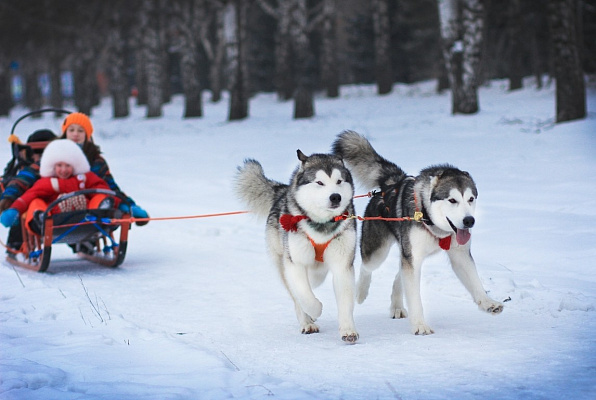 Катание на хаски в Кирове. Ultra Подарки. Катание на хаски в Кирове. Попробуйте Катание на хаски. Сервис: UltraPodarki.ru 8 800 505 95 30. Катание на хаски Киров, Катание на хаски в Кирове, хаски, животные в Кирове, 