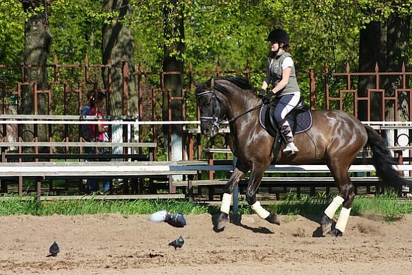 Обучение верховой езде в Кирове. Сервис Ultra Подарки. Купить обучение верховой езде в Кирове. Вы сможете попробовать курс по верховой езде и конные прогулки. Сервис UltraPodarki.ru 8 800 505 95 30. Обучение верховой езде, верховая езда в Кирове, верховая езда Киров, конный спорт, уроки верховой езды, школа верховой езды, конные прогулки, верховая езда, школа верховой езды в Кирове, конные прогулки в Кирове, обучение верховой езде в Кирове, конный спорт в Кирове, уроки верховой езды в Кирове