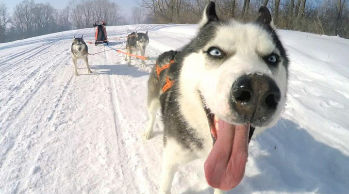 Катание на хаски в Кирове. Ultra Подарки. Катание на хаски в Кирове. Попробуйте Катание на хаски. Сервис: UltraPodarki.ru 8 800 505 95 30. Катание на хаски Киров, Катание на хаски в Кирове, хаски, животные в Кирове, 