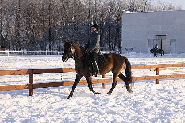 Обучение верховой езде в Кирове. Сервис Ultra Подарки. Купить обучение верховой езде в Кирове. Вы сможете попробовать курс по верховой езде и конные прогулки. Сервис UltraPodarki.ru 8 800 505 95 30. Обучение верховой езде, верховая езда в Кирове, верховая езда Киров, конный спорт, уроки верховой езды, школа верховой езды, конные прогулки, верховая езда, школа верховой езды в Кирове, конные прогулки в Кирове, обучение верховой езде в Кирове, конный спорт в Кирове, уроки верховой езды в Кирове