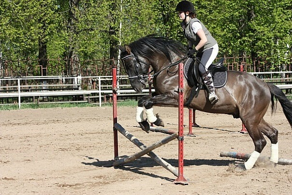 Обучение верховой езде в Кирове. Сервис Ultra Подарки. Купить обучение верховой езде в Кирове. Вы сможете попробовать курс по верховой езде и конные прогулки. Сервис UltraPodarki.ru 8 800 505 95 30. Обучение верховой езде, верховая езда в Кирове, верховая езда Киров, конный спорт, уроки верховой езды, школа верховой езды, конные прогулки, верховая езда, школа верховой езды в Кирове, конные прогулки в Кирове, обучение верховой езде в Кирове, конный спорт в Кирове, уроки верховой езды в Кирове