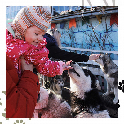 Катание на хаски в Кирове. Ultra Подарки. Катание на хаски в Кирове. Попробуйте Катание на хаски. Сервис: UltraPodarki.ru 8 800 505 95 30. Катание на хаски Киров, Катание на хаски в Кирове, хаски, животные в Кирове, 