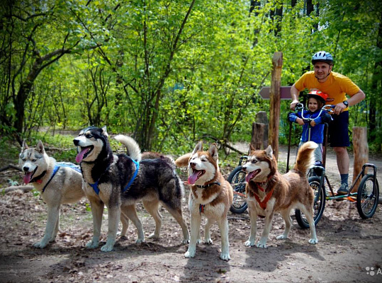Катание на хаски в Кирове. Ultra Подарки. Катание на хаски в Кирове. Попробуйте Катание на хаски. Сервис: UltraPodarki.ru 8 800 505 95 30. Катание на хаски Киров, Катание на хаски в Кирове, хаски, животные в Кирове, 