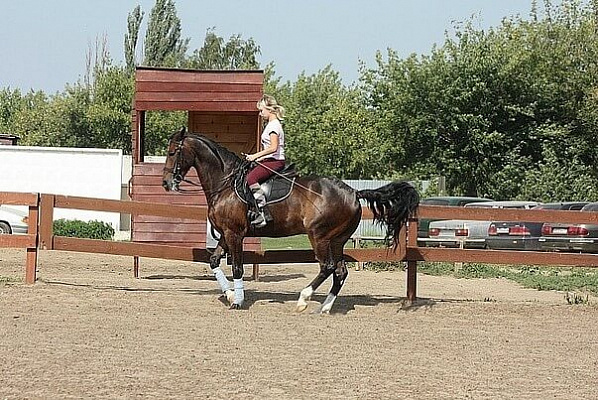 Обучение верховой езде в Кирове. Сервис Ultra Подарки. Купить обучение верховой езде в Кирове. Вы сможете попробовать курс по верховой езде и конные прогулки. Сервис UltraPodarki.ru 8 800 505 95 30. Обучение верховой езде, верховая езда в Кирове, верховая езда Киров, конный спорт, уроки верховой езды, школа верховой езды, конные прогулки, верховая езда, школа верховой езды в Кирове, конные прогулки в Кирове, обучение верховой езде в Кирове, конный спорт в Кирове, уроки верховой езды в Кирове