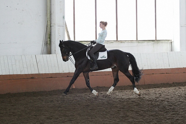 Обучение верховой езде в Кирове. Сервис Ultra Подарки. Купить обучение верховой езде в Кирове. Вы сможете попробовать курс по верховой езде и конные прогулки. Сервис UltraPodarki.ru 8 800 505 95 30. Обучение верховой езде, верховая езда в Кирове, верховая езда Киров, конный спорт, уроки верховой езды, школа верховой езды, конные прогулки, верховая езда, школа верховой езды в Кирове, конные прогулки в Кирове, обучение верховой езде в Кирове, конный спорт в Кирове, уроки верховой езды в Кирове